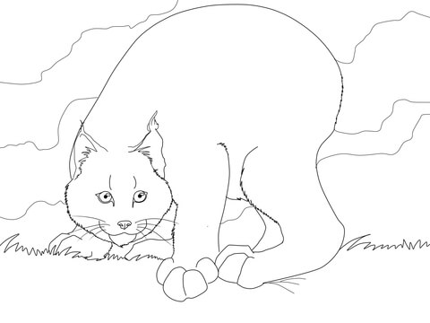 Crouching Canadian Lynx Coloring Page